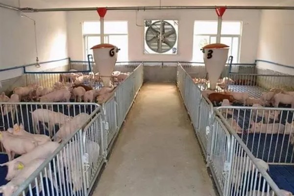 猪舍通风换气如何设计，猪圈高度约2.6m比较合适