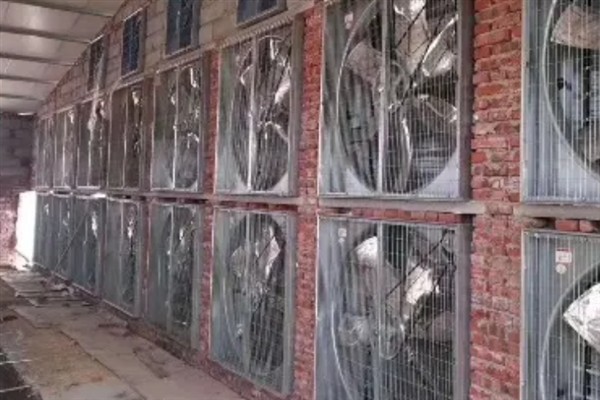 猪舍通风换气如何设计，猪圈高度约2.6m比较合适