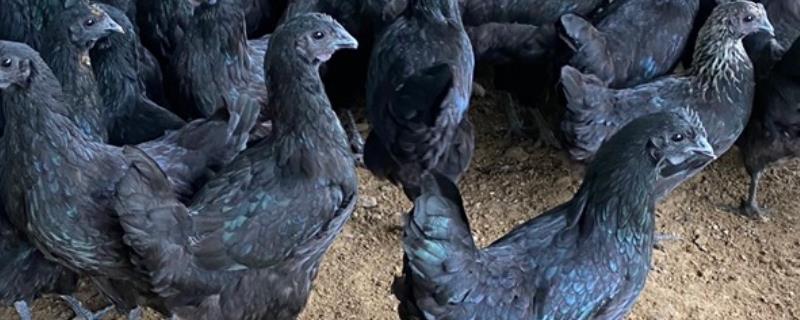 新杨绿壳蛋鸡简介,多数鸡身上带有黑斑