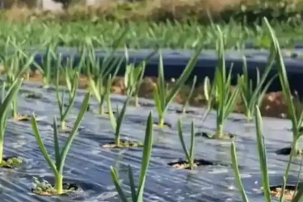 蒜苗施哪种肥料可以长粗，收获前追施尿素或人粪尿可明显增粗