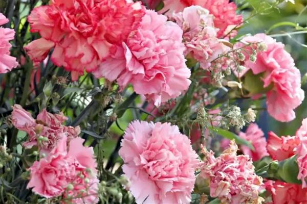 康乃馨的花语，寓意母爱之情、尊敬之情等