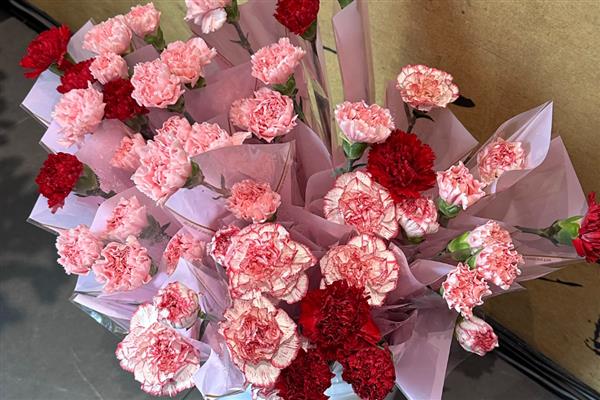 康乃馨的花语，寓意母爱之情、尊敬之情等