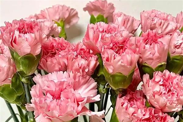康乃馨的花语，寓意母爱之情、尊敬之情等