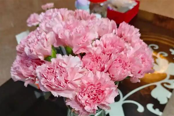 康乃馨的花语，寓意母爱之情、尊敬之情等