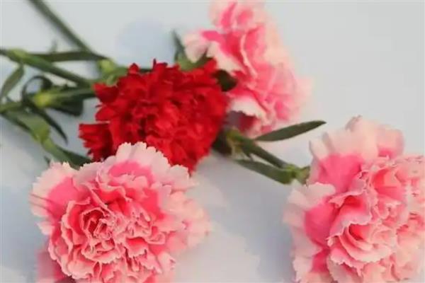 康乃馨的花语，寓意母爱之情、尊敬之情等