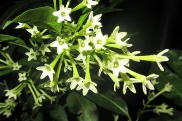 夜来香在什么时候开花，在6-9月开花