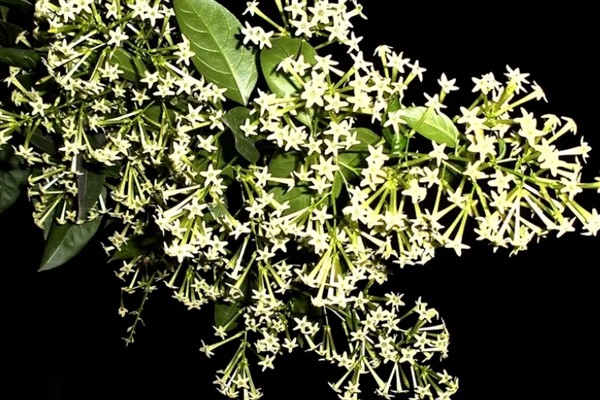 夜来香在什么时候开花，在6-9月开花