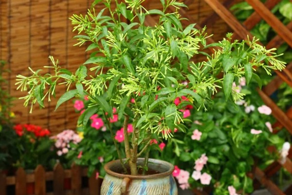 夜来香在什么时候开花，在6-9月开花