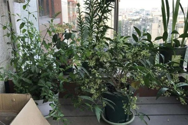 夜来香在什么时候开花，在6-9月开花