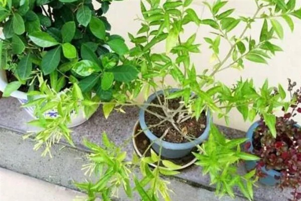 夜来香在什么时候开花，在6-9月开花