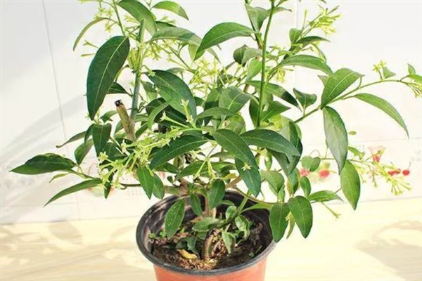 夜来香在什么时候开花，在6-9月开花