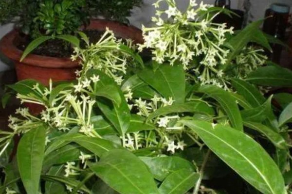 夜来香在什么时候开花，在6-9月开花