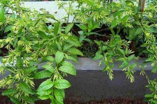夜来香在什么时候开花，在6-9月开花