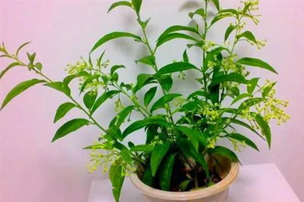 夜来香在什么时候开花，在6-9月开花