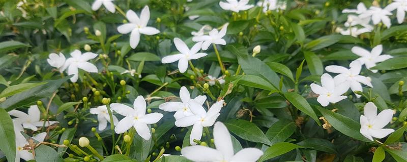 夜来香在什么时候开花，在6-9月开花
