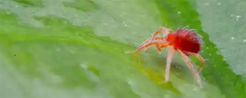 红蜘蛛如何防治，可用其天敌异色瓢虫、小花蝽等防治