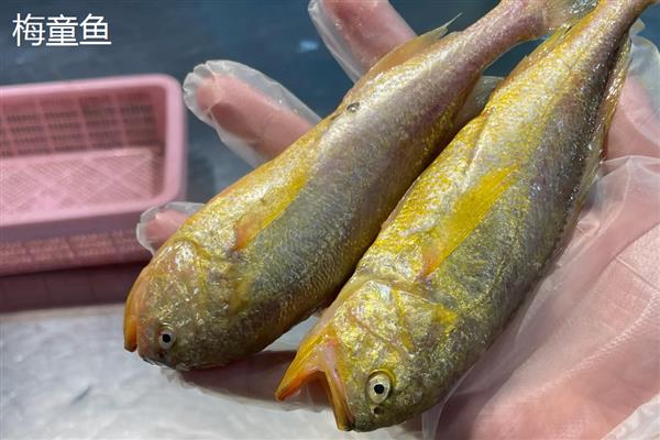 黄花鱼和梅童鱼的区别，科属、体型、外观特征均不同