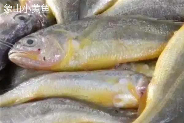 黄花鱼和梅童鱼的区别，科属、体型、外观特征均不同