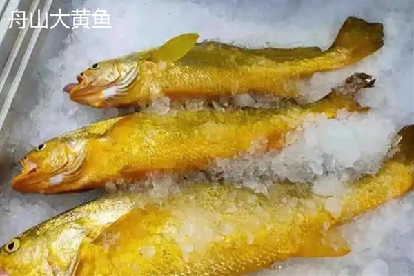 黄花鱼和梅童鱼的区别，科属、体型、外观特征均不同