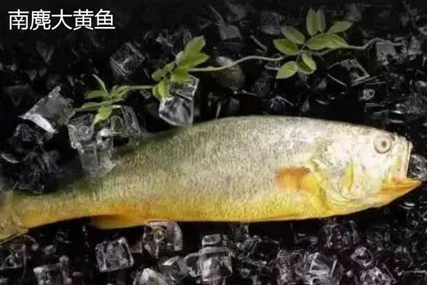 黄花鱼和梅童鱼的区别，科属、体型、外观特征均不同