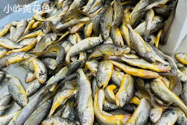 黄花鱼和梅童鱼的区别，科属、体型、外观特征均不同