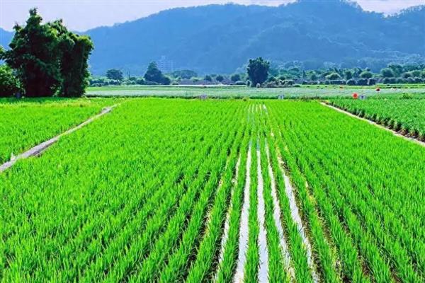 红蜘蛛如何防治，可用其天敌异色瓢虫、小花蝽等防治