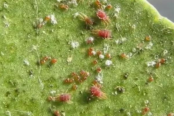红蜘蛛如何防治，可用其天敌异色瓢虫、小花蝽等防治
