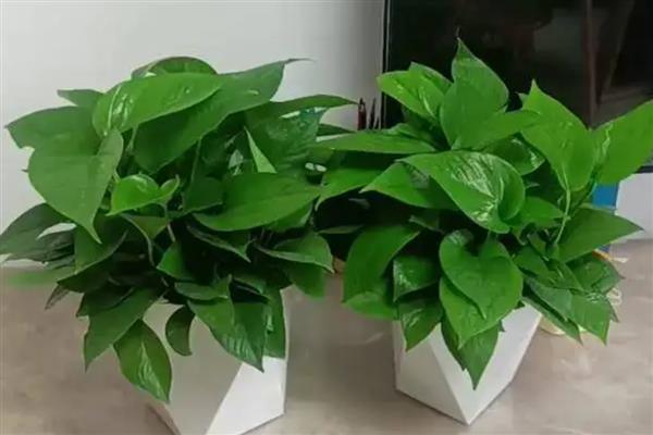 绿萝受冻后过多久才能缓苗，一般需要10-15天才能恢复状态