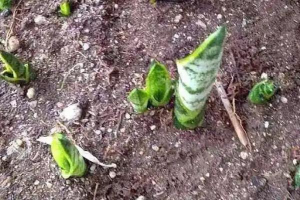 让虎耳兰快速生长的方法，春秋季节每隔15天追肥一次