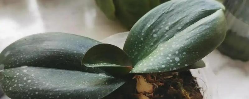 蝴蝶兰夏腐的原因，可能是浇水不当或闷热环境所致