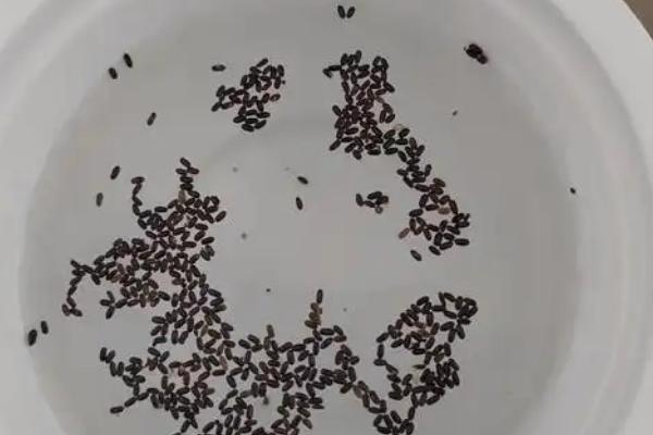 薰衣草种子的种植方法，先要对其进行浸泡催芽