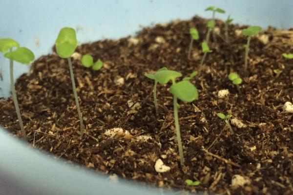 薰衣草种子的种植方法，先要对其进行浸泡催芽