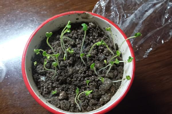 薰衣草种子的种植方法，先要对其进行浸泡催芽