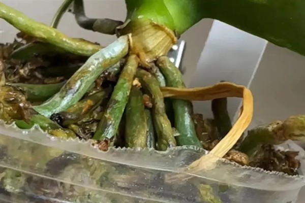 蝴蝶兰夏腐的原因，可能是浇水不当或闷热环境所致