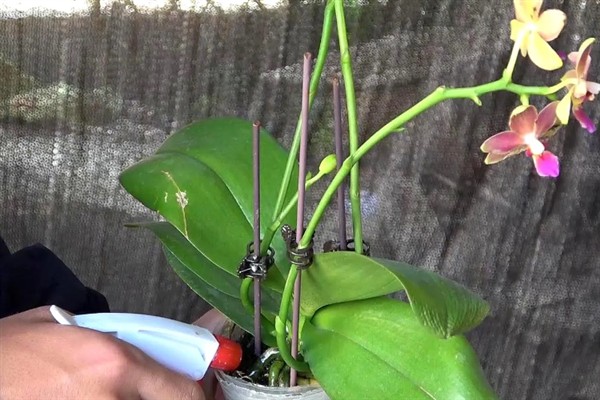 蝴蝶兰夏腐的原因，可能是浇水不当或闷热环境所致