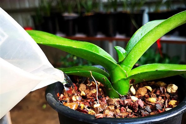 蝴蝶兰夏腐的原因，可能是浇水不当或闷热环境所致
