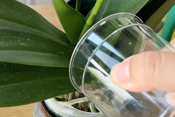 蝴蝶兰夏腐的原因，可能是浇水不当或闷热环境所致