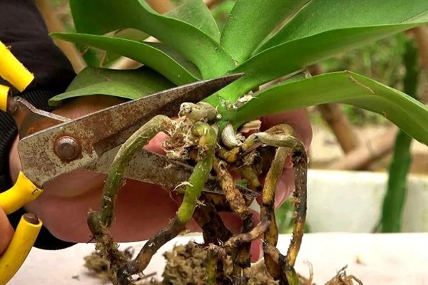 蝴蝶兰夏腐的原因，可能是浇水不当或闷热环境所致