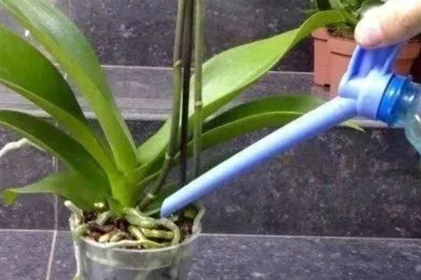 蝴蝶兰夏腐的原因，可能是浇水不当或闷热环境所致