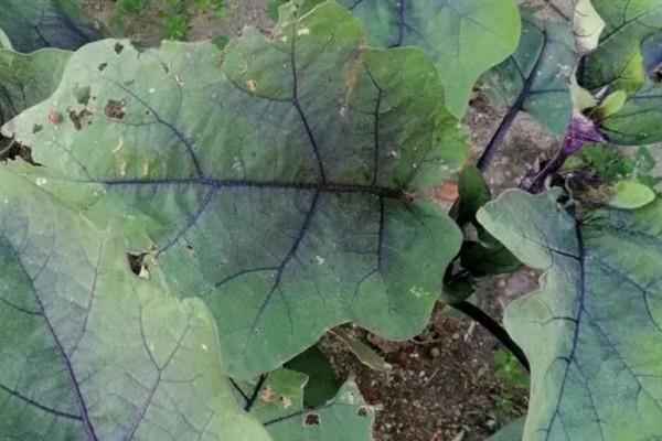 怎么防治茄子叶斑病，播种前用热水浸种消毒