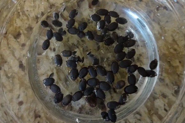 怎么防治茄子叶斑病，播种前用热水浸种消毒