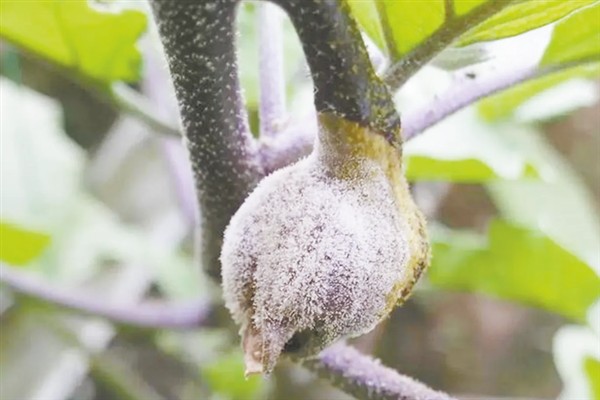 怎么防治茄子叶斑病，播种前用热水浸种消毒