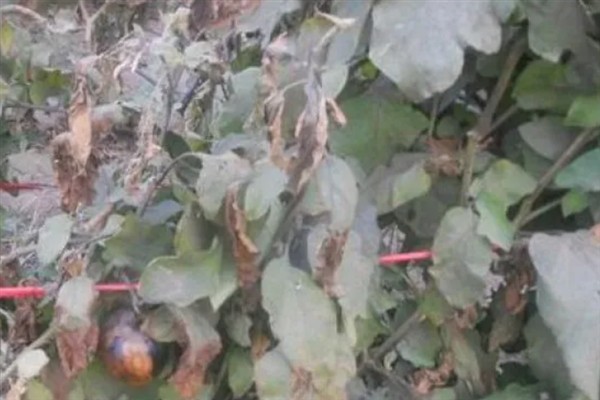 怎么防治茄子叶斑病，播种前用热水浸种消毒