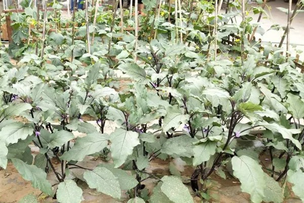 怎么防治茄子叶斑病，播种前用热水浸种消毒
