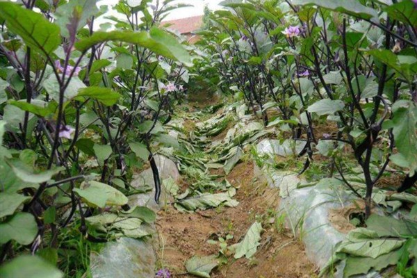 怎么防治茄子叶斑病，播种前用热水浸种消毒