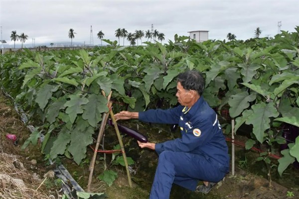怎么防治茄子叶斑病，播种前用热水浸种消毒
