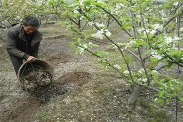 种梨需要使用哪种肥料，主施有机肥、对氮钾肥的需求量也较多