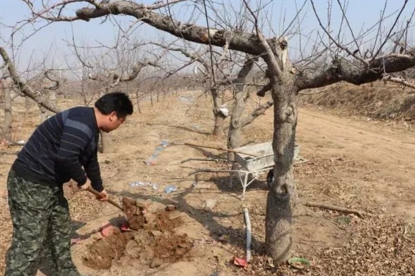 种梨需要使用哪种肥料，主施有机肥、对氮钾肥的需求量也较多
