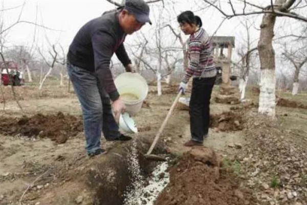 种梨需要使用哪种肥料，主施有机肥、对氮钾肥的需求量也较多