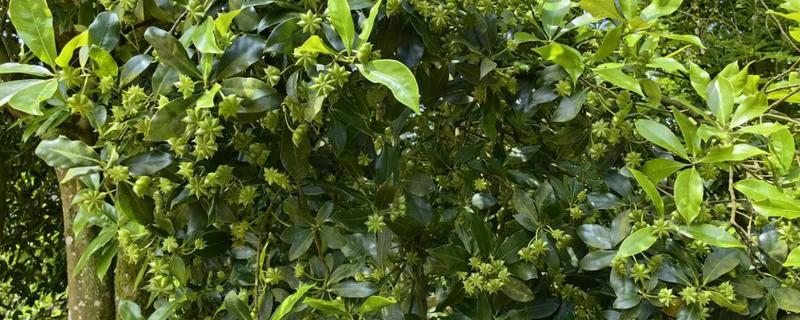 怎么种植八角树，一般采用条播的方法种植